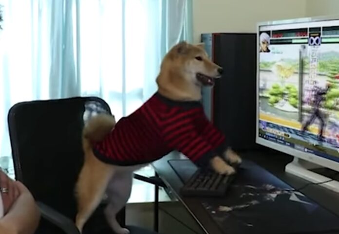 Hund spiller computer
